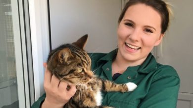 Charity teams up with students to help homeless cats