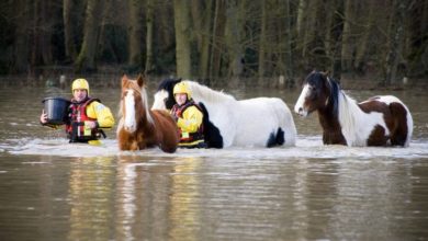 RSPCA issues flood advice ahead of thunderstorms