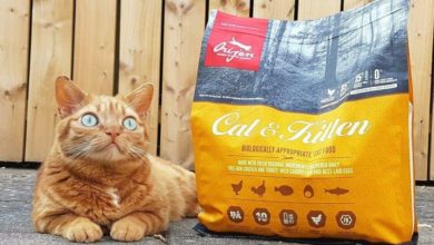 Buggy Supercat becomes an ambassador