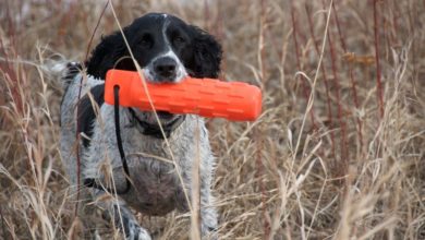 gundogs. skinners