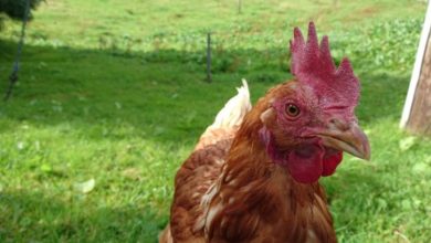 Avian flu confirmed at a Norfolk farm
