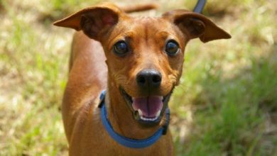 Melton Mowbray encourages businesses to be pet friendly