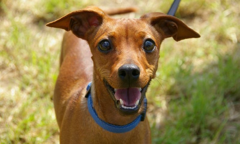 Melton Mowbray encourages businesses to be pet friendly