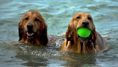 Keep staff and pets in store cool this summer