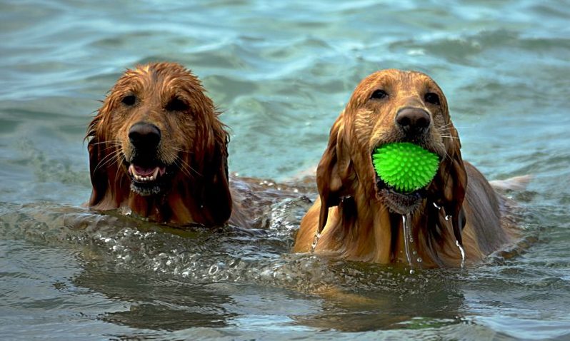 Keep staff and pets in store cool this summer