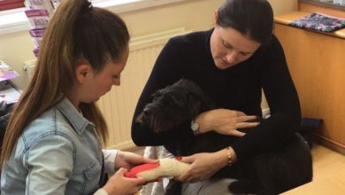 Dog walking qualification dates announced