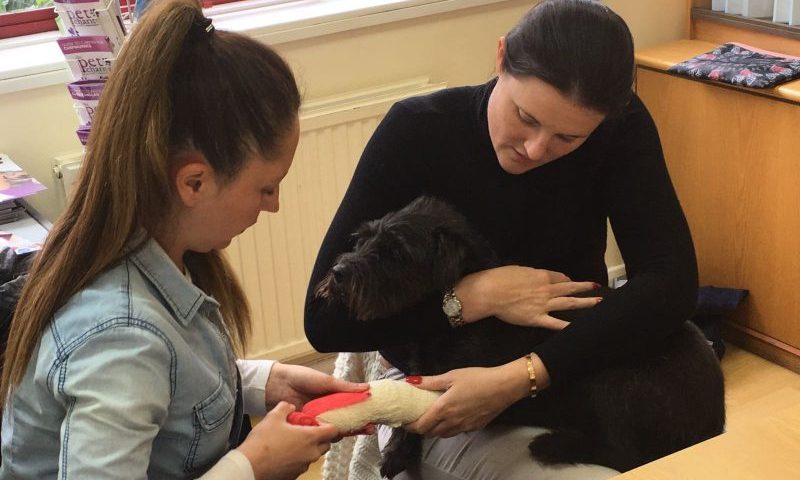 Dog walking qualification dates announced