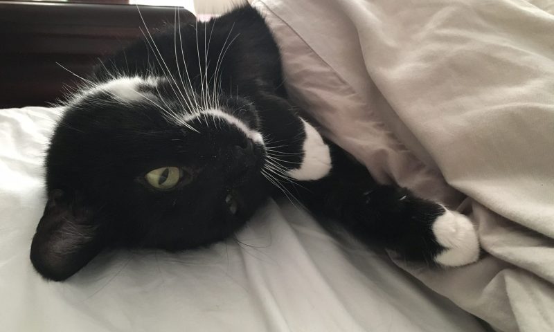 ROYAL CANIN, Rescue Pet, Cat, dog