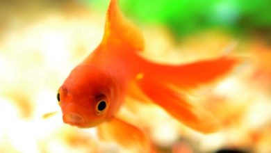 Pet shop owner killed fish to charge mobile phone