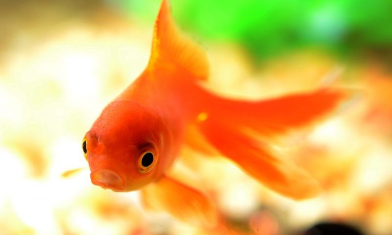 Pet shop owner killed fish to charge mobile phone