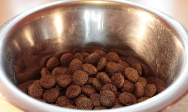 Pets live longer thanks to improved nutrition