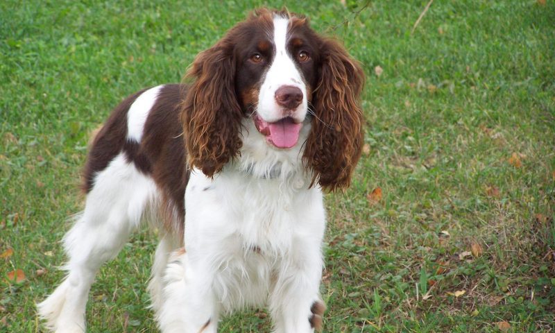 Scottish Parliament revoke tail docking law