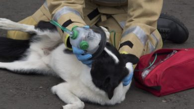 Oxygen Masks, Smokey Paws