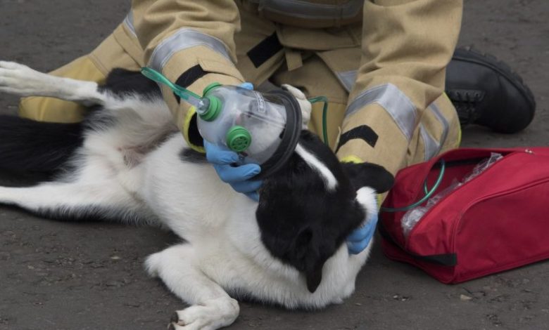 Oxygen Masks, Smokey Paws