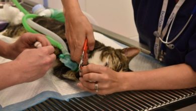 Cats in danger from social media trend