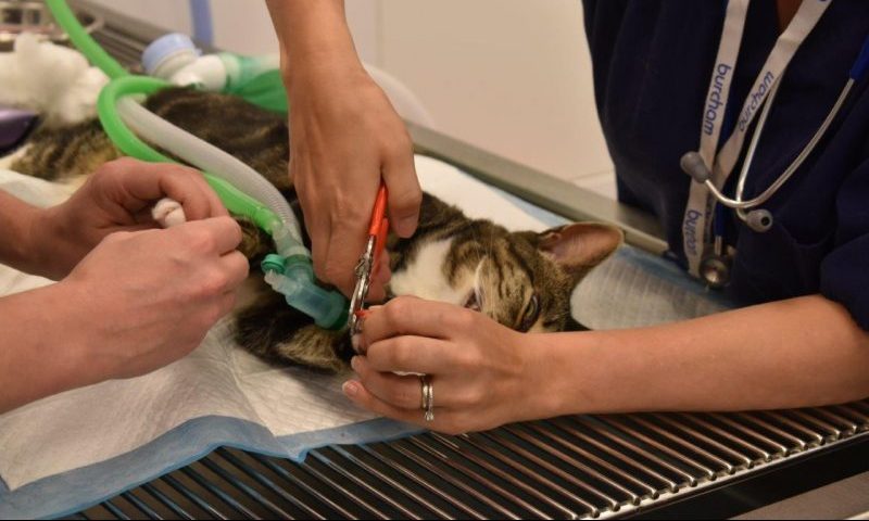 Cats in danger from social media trend