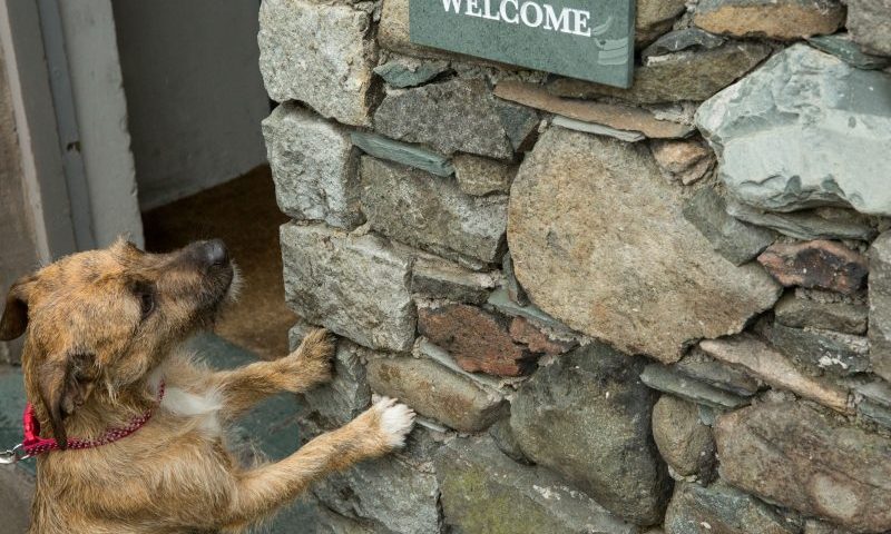 Search is on for UK’s most dog-friendly place