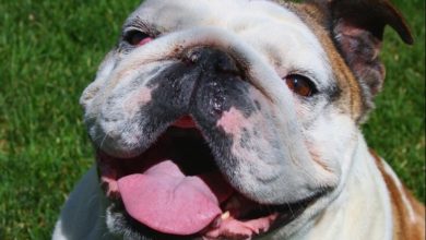 Vets offer advice after Jodie Marsh bulldog CPR video goes viral