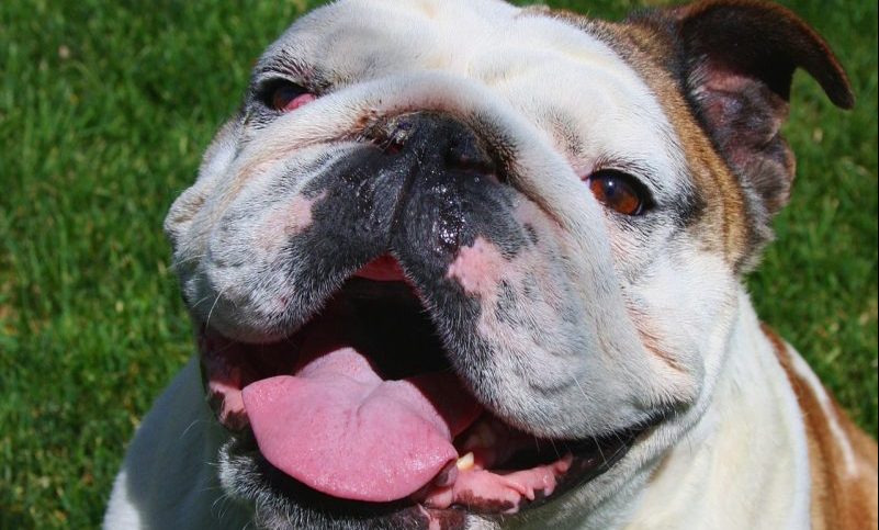 Vets offer advice after Jodie Marsh bulldog CPR video goes viral