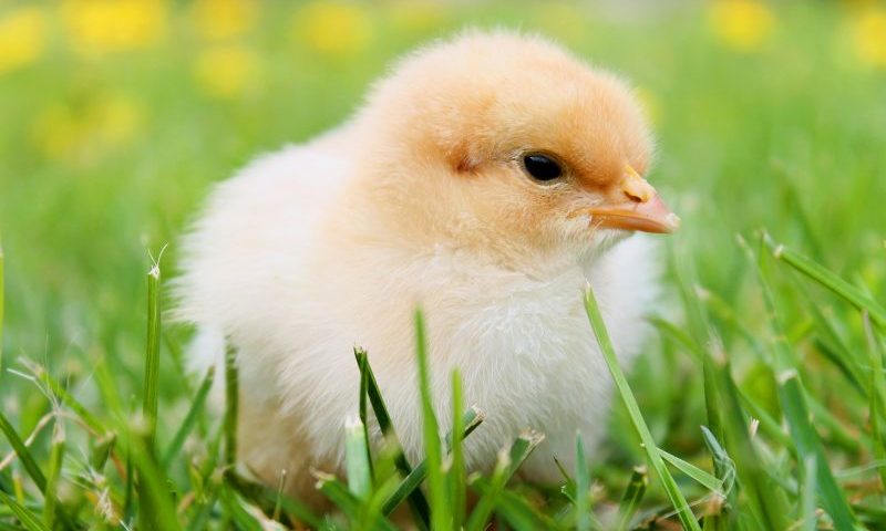 Unipet achieves ‘A’ grade accreditation