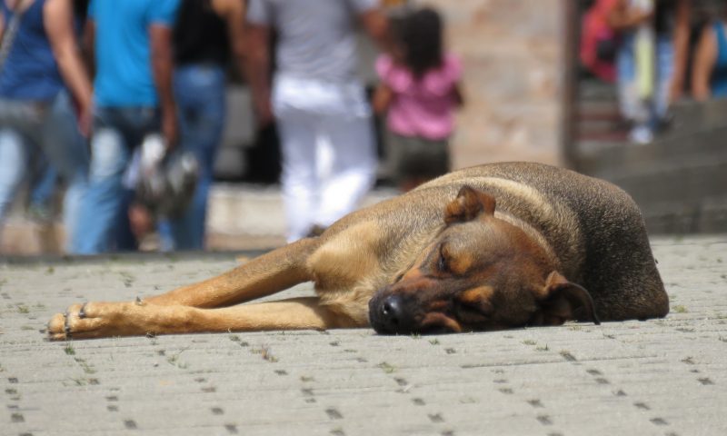 Microchipping stats ‘fall far short of the Government’s claim’