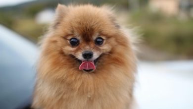 ‘Demand for fashionable breeds fuelling the puppy trade’, claims charity