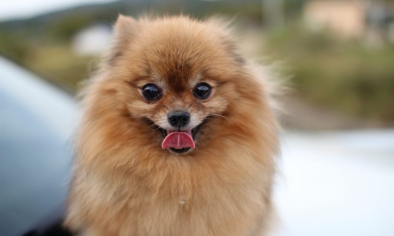 ‘Demand for fashionable breeds fuelling the puppy trade’, claims charity