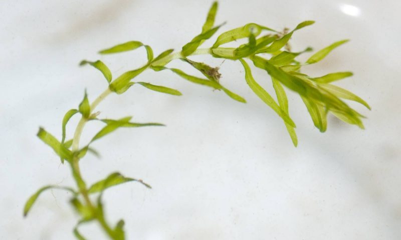 More pond plants banned from sale