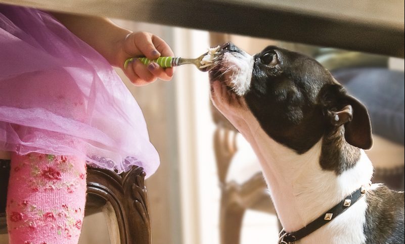 Pet company invests £1.5m in campaign