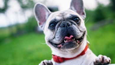 More than 3/4 of UK dogs are happy, claims pet food manufacturer