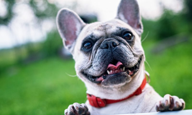 More than 3/4 of UK dogs are happy, claims pet food manufacturer