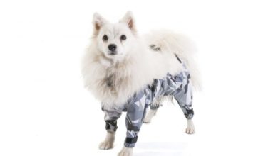 Dog Trousers