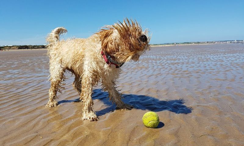 80% of owners avoid holidays for their pets