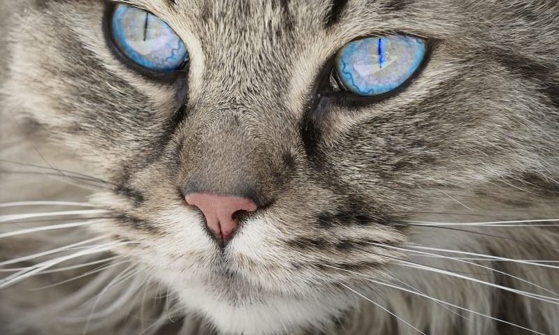 Cat treats see exponential growth