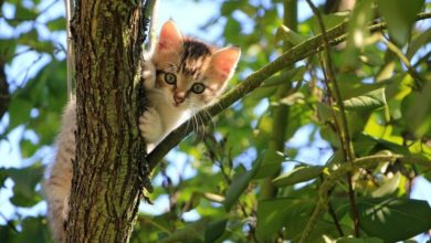 UK faces 40 percent increase in cat theft