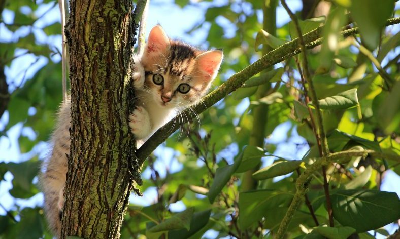 UK faces 40 percent increase in cat theft