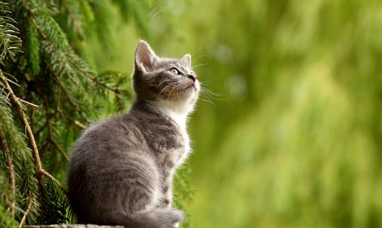Almost a third of cats aren’t microchipped