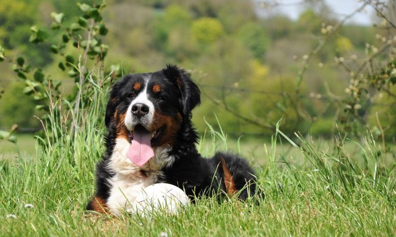 UK dog ownership continues to decline