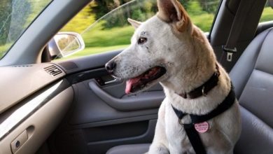Over half of owners not aware of travel Highway Code
