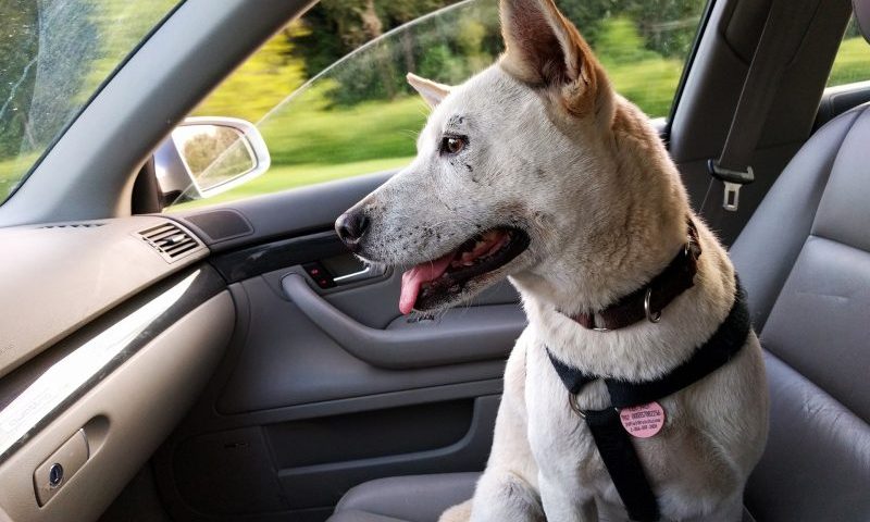 Over half of owners not aware of travel Highway Code