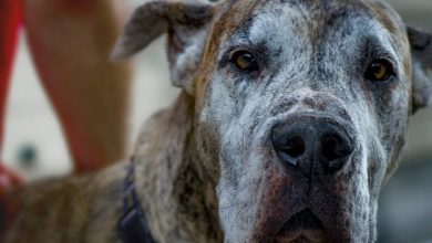 Charity welcomes new animal cruelty report