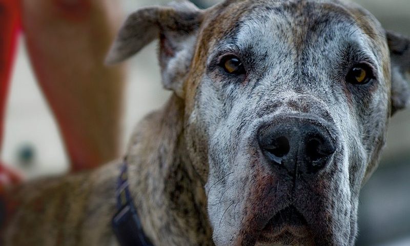 Charity welcomes new animal cruelty report