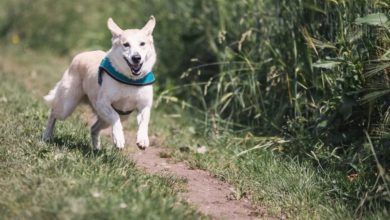 One in ten dog owners don’t give pets enough exercise