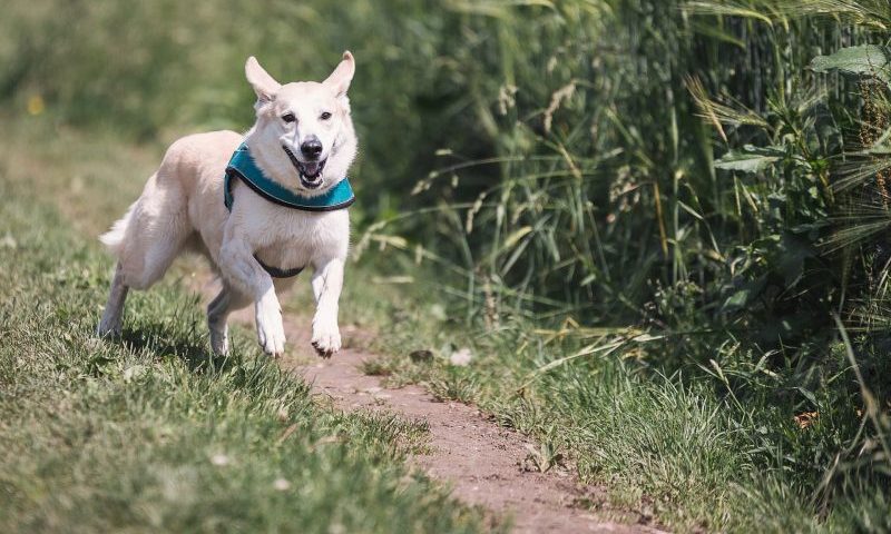 One in ten dog owners don’t give pets enough exercise