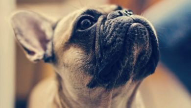 Unlicensed pet shop owner convicted of selling imported puppies