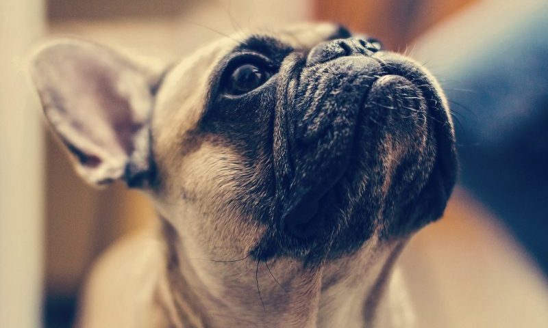 Unlicensed pet shop owner convicted of selling imported puppies