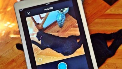 Half of owners describe their pets as ‘Best Friends’