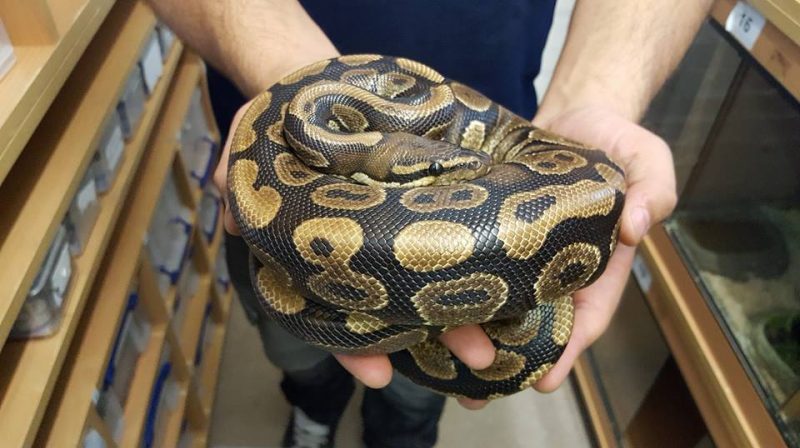 Toilet-python owner found