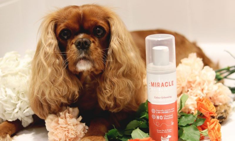 HOWND set to showcase two new product ranges at PATS