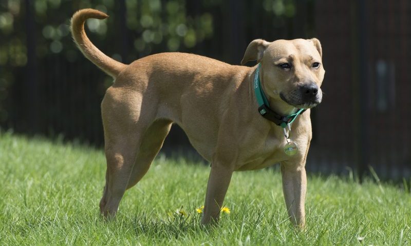 Dog dodged death after game of fetch went wrong